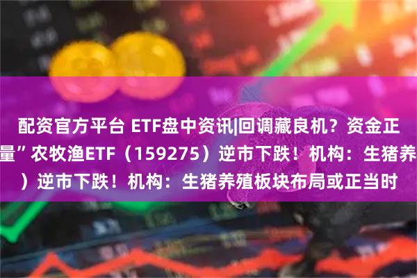 配资官方平台 ETF盘中资讯|回调藏良机?资金正悄然抄底!高“含猪量”农牧渔ETF(159275)逆市下跌!机构:生猪养殖板块布局或正当时